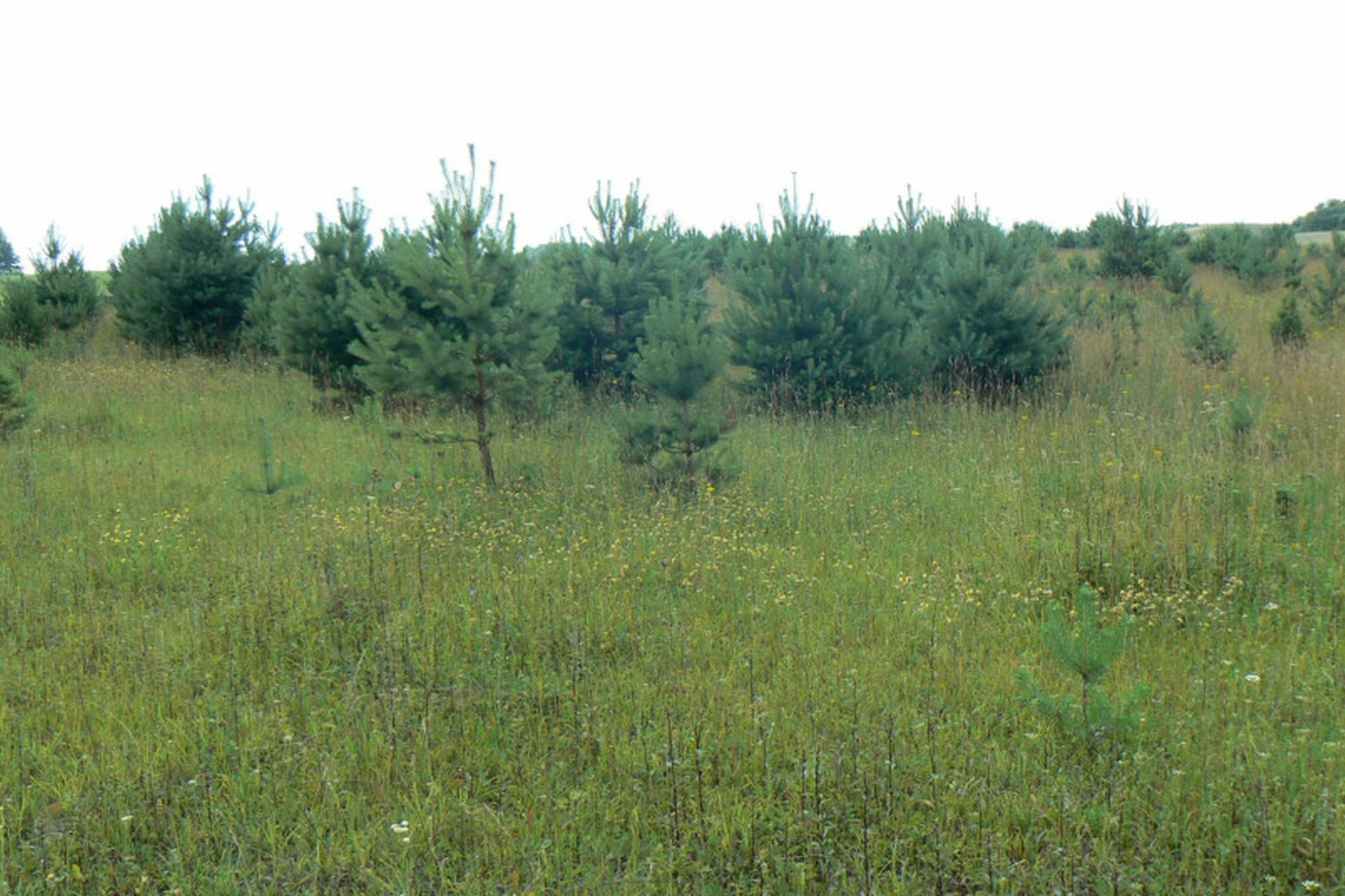 first image