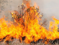 Ugniagesiai primena: nedeginkite sausos žolės